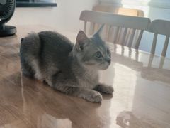 -楼上猫咖(罗湖店)