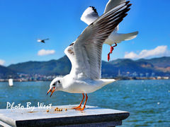-海埂大坝