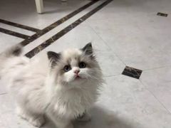 -猫十亿·布偶金渐层·曼基康矮脚猫舍(青年路店)