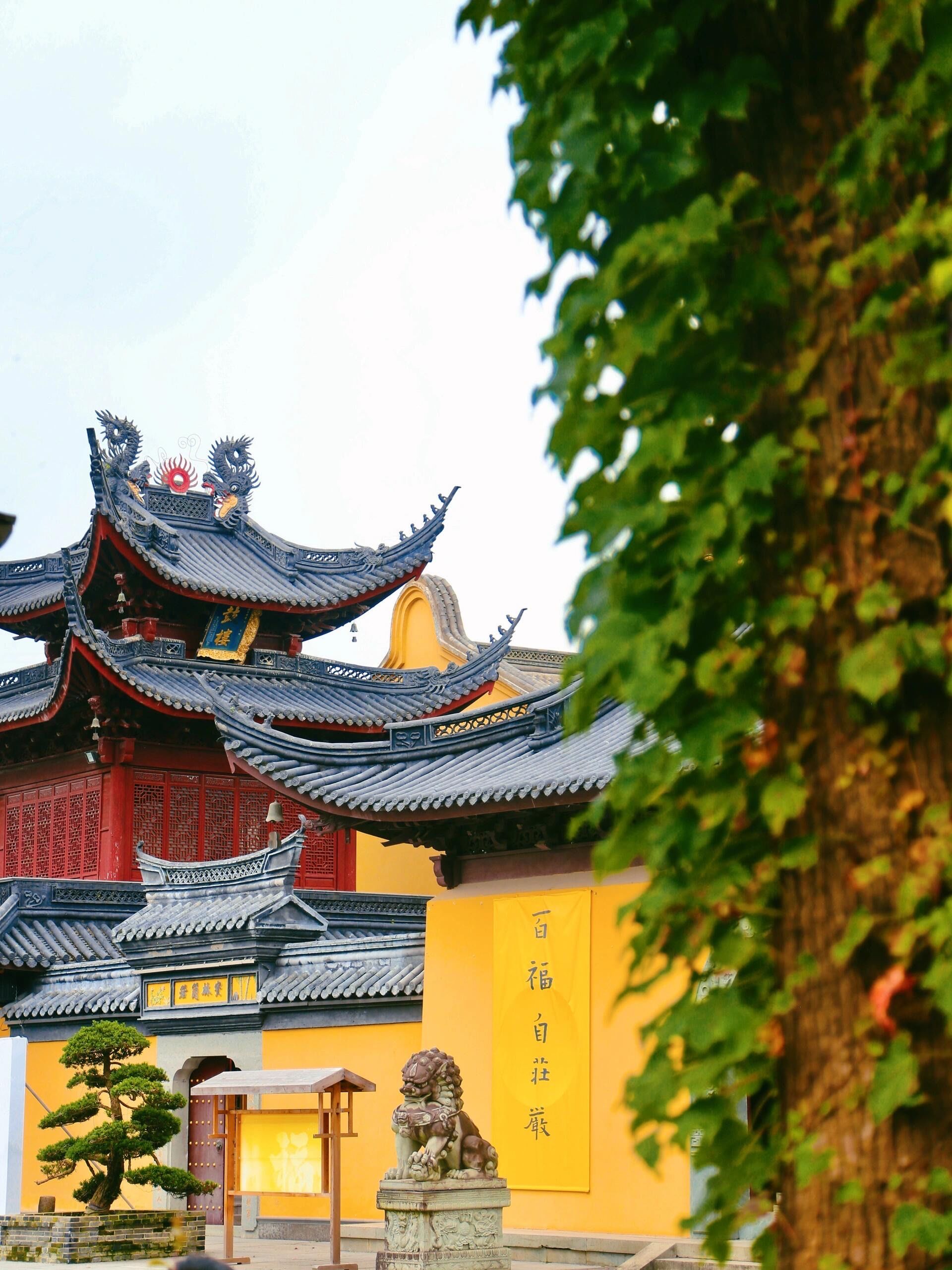 听禅读书赏荷品咖,宁波有座自在的千年古刹