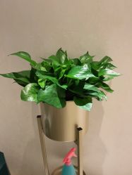 -薇兰专业脱毛连锁机构