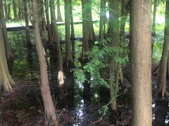 -溱湖国家湿地公园