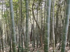 -上海佘山国家森林公园天马山园