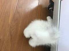 -宠爱多约克夏马尔济斯泰迪小型犬专卖
