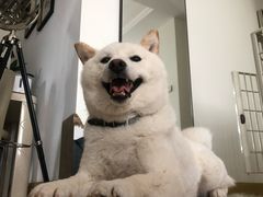 -佩兹宠物医院肿瘤专科·眼科·牙科(黄浦店)