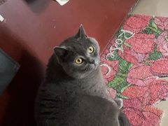 -瑞鹏宠物医院·骨科·猫科·内科(第一中心)