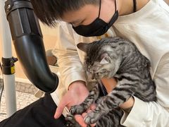 -momokira米努特·德文卷毛猫·棉花面纱犬
