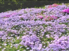 -滨湖塘西河公园