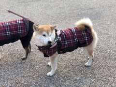 -名古屋城
