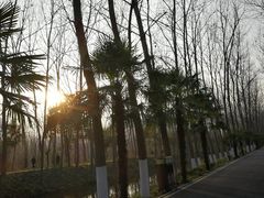 -合肥滨湖国家森林公园