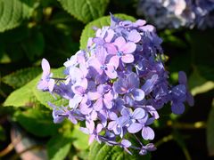 -溪岸路花鸟市场