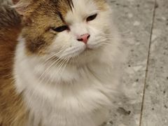 -米乐乖乖猫咪咖啡馆·猫咖(深圳湾后海汇店)