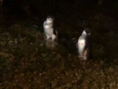 -企鹅岛