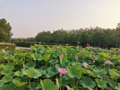 -洛阳市隋唐城遗址植物园