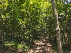 -上海佘山国家森林公园天马山园