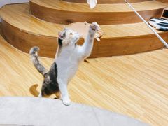 -啵啵喵·猫咖(攀华国际店)