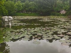 -野象谷景区