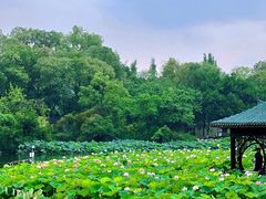 -桂湖森林公园