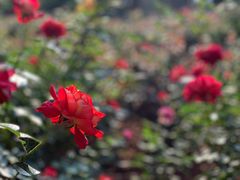 -人民公园(罗湖区)