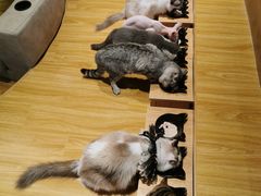 -啵啵喵·猫咖(攀华国际店)