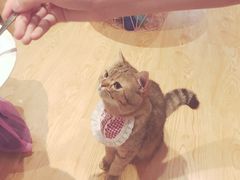 -万小咖.猫咖(中山路天虹店)