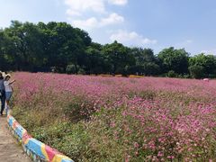 -松山湖梦幻百花洲