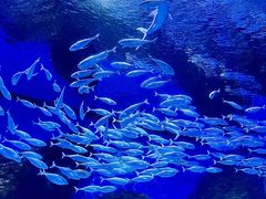 -海合安武汉极地海洋公园