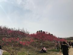 -秀丽东方