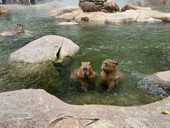 -北京野生动物园