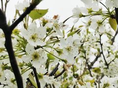 -树山生态村