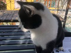 -喵屿·大理花园猫咖