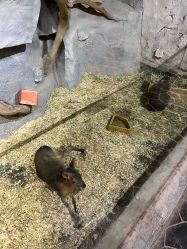 -Zoolung Zoolung动物主题公园(海信广场店)