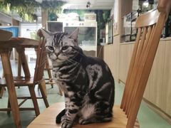 -藦茜花园宠物主题亲子互动体验馆(国顺东路店)