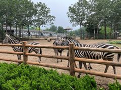 -大连森林动物园