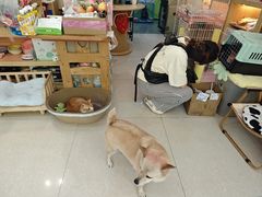 -e嘉宠物店(北大街店)