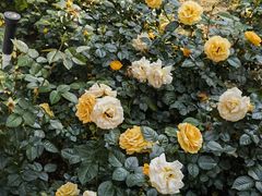 -人民公园(罗湖区)