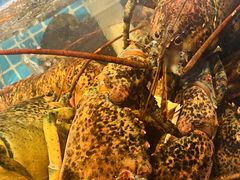 -韩记海鲜饺子旗舰店(红海新区店)