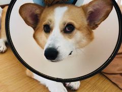 -喜多萌中农锦绣动物医院24H·猫科·牙科MRI·CT