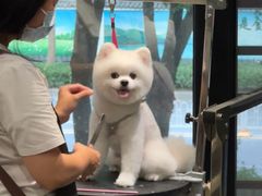 -樱桃家的宠物店(君安花园店)