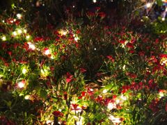 -不倒翁·徽天下名菜楼(马鞍山路店)