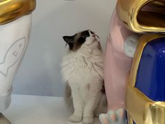 -喜多萌中农锦绣动物医院24H·猫科·牙科MRI·CT
