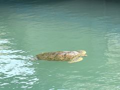 -广东惠东海龟国家级自然保护区