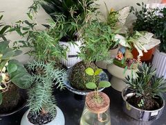 -溪岸路花鸟市场