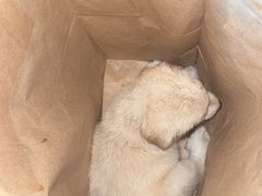 -爱侣·安琦尔宠物医院·中兽医针灸·心内科·狂犬免疫点(宝山区院)