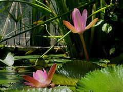 -国家植物园南园