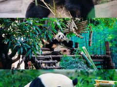 -灵玲国际马戏城