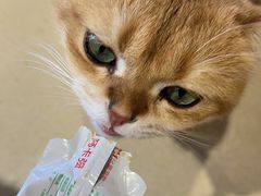 -藏猫猫咖啡主题馆(中央大道店)