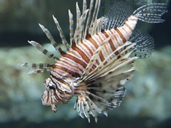 -新加坡海洋生态馆