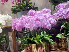 -双季花艺园艺市场(浦东店)