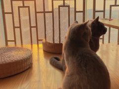 -猫にゃん · 猫的隐藏屋猫咖(麦地旗舰店)